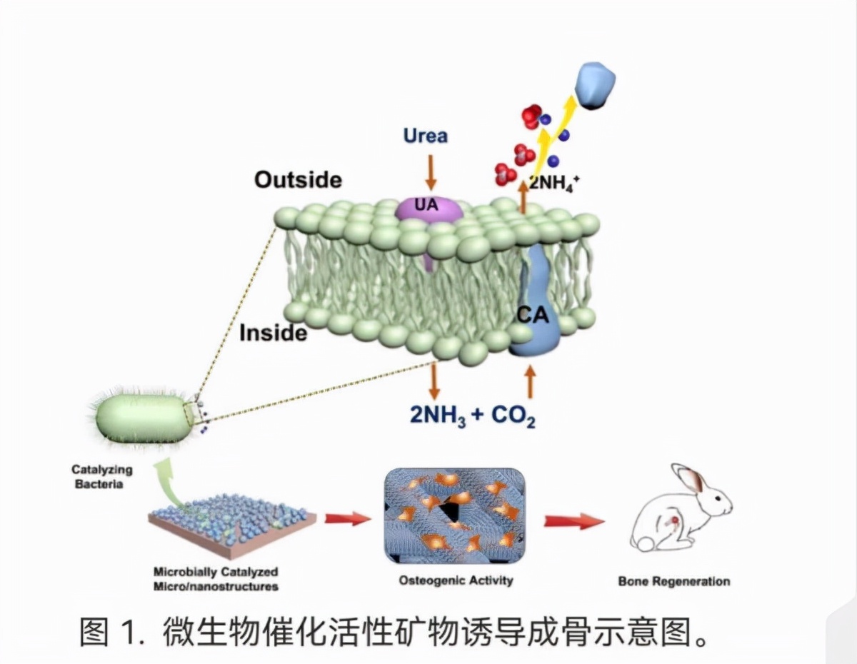连续化生产线——打造高效生产的未来